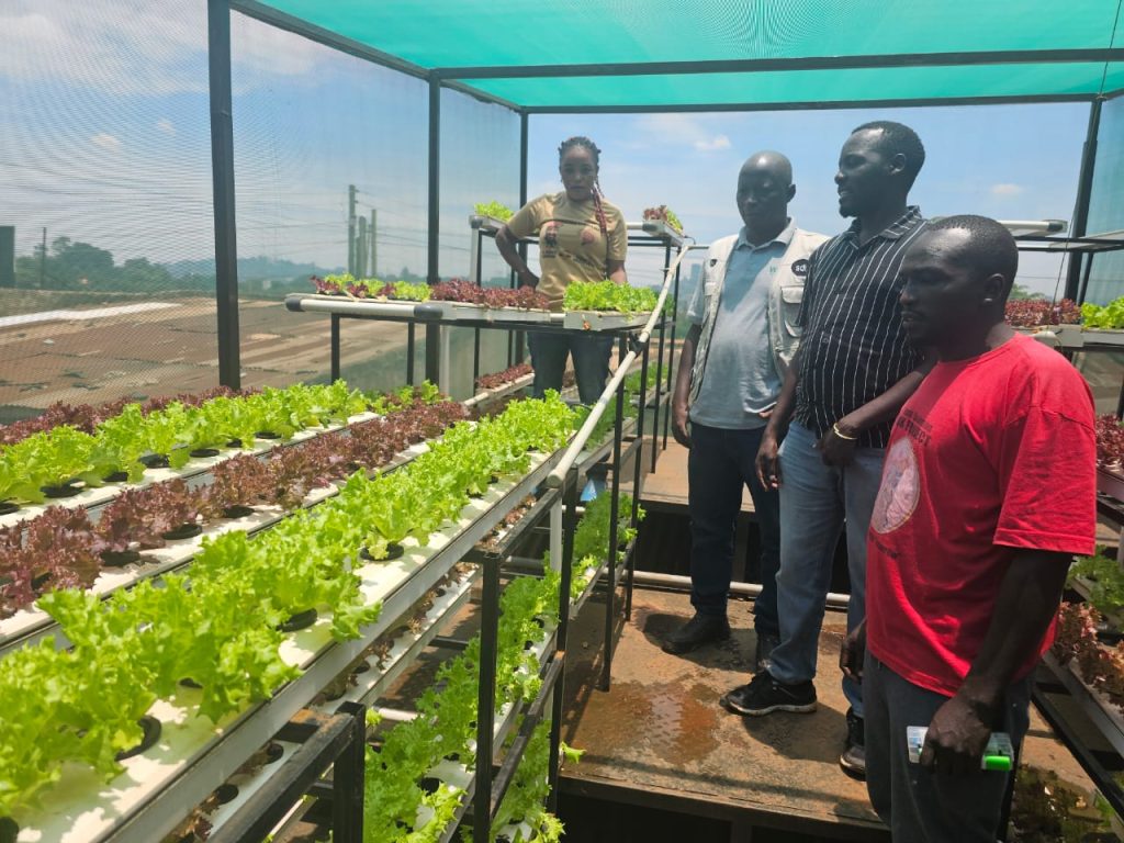 Projektaften om urban farming d. 4. november